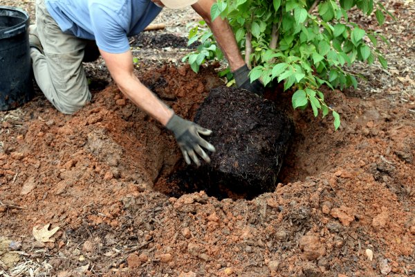 Plant Installation
