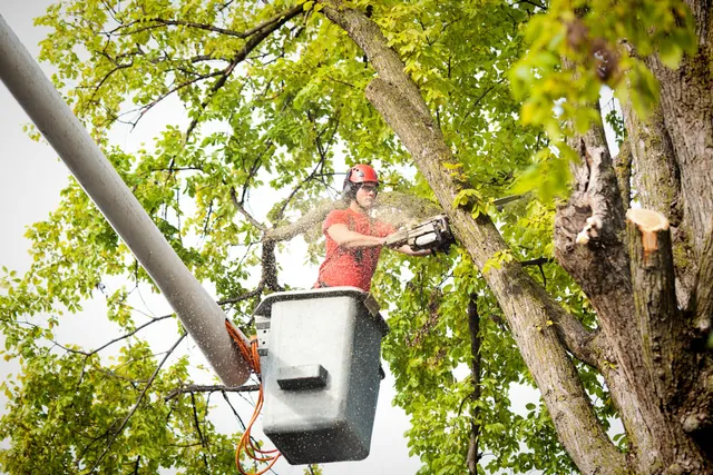Tree Cutting